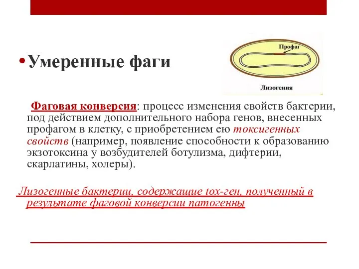 Умеренные фаги Фаговая конверсия: процесс изменения свойств бактерии, под действием дополнительного набора