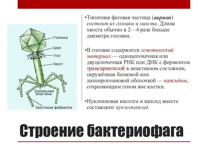 Строение бактериофага Типичная фаговая частица (вирион) состоит из головки и хвоста. Длина