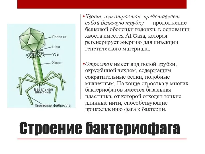 Строение бактериофага Хвост, или отросток, представляет собой белковую трубку — продолжение белковой