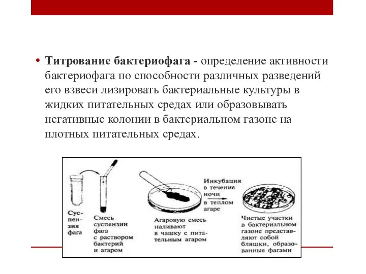 Титрование бактериофага - определение активности бактериофага по способности различных разведений его взвеси