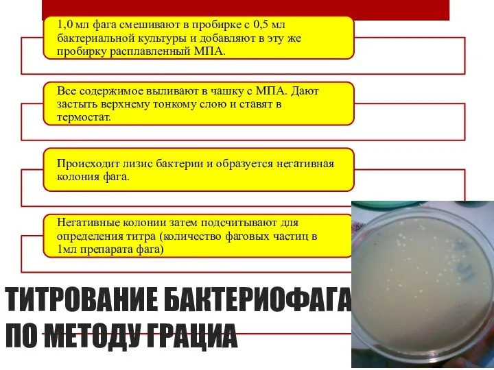 ТИТРОВАНИЕ БАКТЕРИОФАГА ПО МЕТОДУ ГРАЦИА