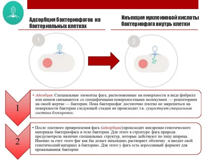 Адсорбция бактериофагов на бактериальных клетках Инъекция нуклеиновой кислоты бактериофага внутрь клетки