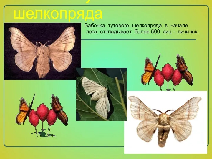 Бабочка тутового шелкопряда Бабочка тутового шелкопряда в начале лета откладывает более 500 яиц – личинок.