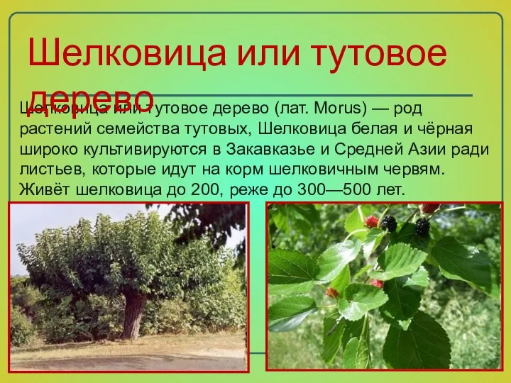 Шелковица или тутовое дерево (лат. Morus) — род растений семейства тутовых, Шелковица