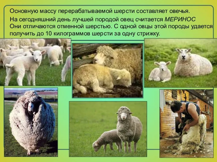 На сегодняшний день лучшей породой овец считается МЕРИНОС Они отличаются отменной шерстью.