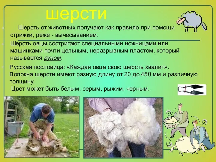 Волокна шерсти Шерсть от животных получают как правило при помощи стрижки, реже