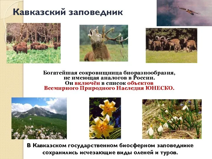 Кавказский заповедник В Кавказском государственном биосферном заповеднике сохранились исчезающие виды оленей и