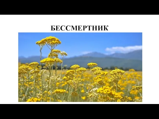 БЕССМЕРТНИК