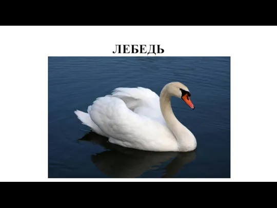 ЛЕБЕДЬ