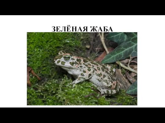 ЗЕЛЁНАЯ ЖАБА