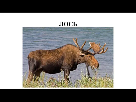 ЛОСЬ