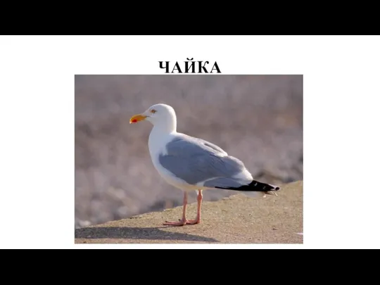 ЧАЙКА