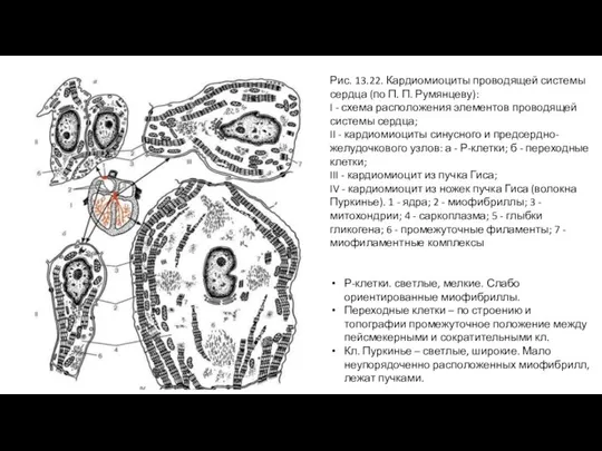 Рис. 13.22. Кардиомиоциты проводящей системы сердца (по П. П. Румянцеву): I -