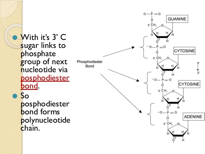 With it’s 3’ C sugar links to phosphate group of next nucleotide