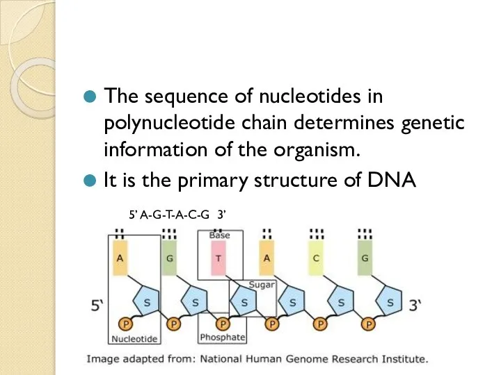 The sequence of nucleotides in polynucleotide chain determines genetic information of the