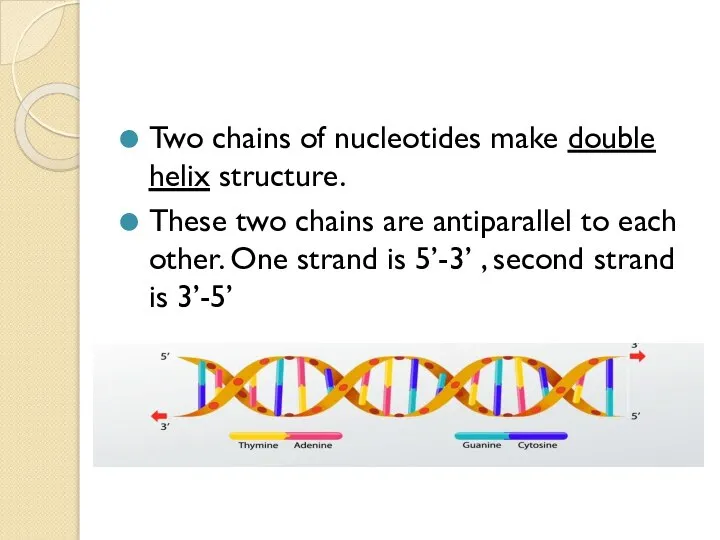 Two chains of nucleotides make double helix structure. These two chains are