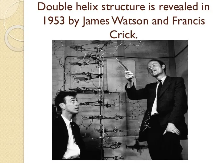 Double helix structure is revealed in 1953 by James Watson and Francis Crick.