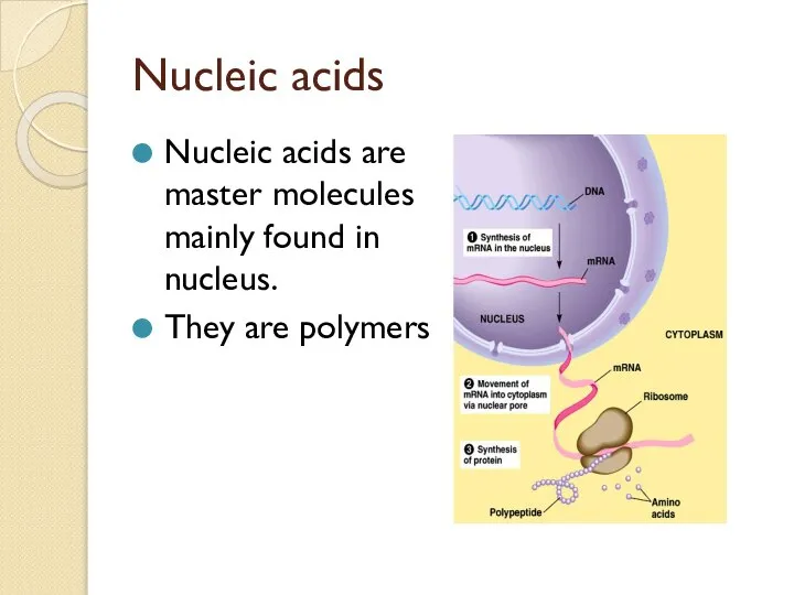 Nucleic acids Nucleic acids are master molecules mainly found in nucleus. They are polymers