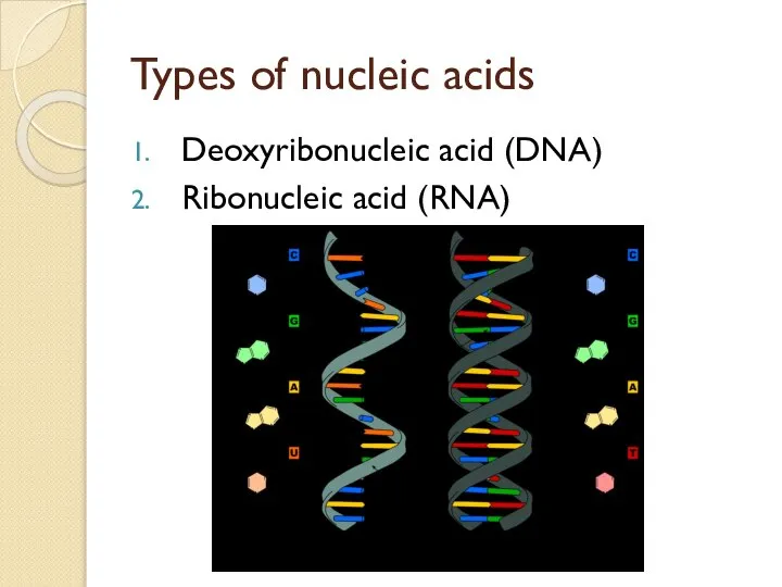 Types of nucleic acids Deoxyribonucleic acid (DNA) Ribonucleic acid (RNA)