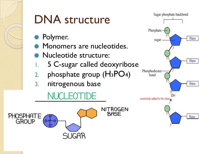 DNA structure Polymer. Monomers are nucleotides. Nucleotide structure: 5 C-sugar called deoxyribose