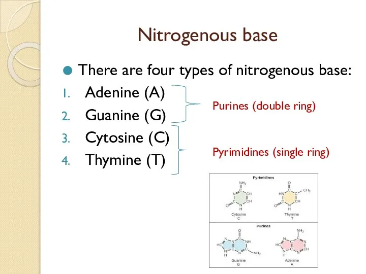 Nitrogenous base There are four types of nitrogenous base: Adenine (A) Guanine