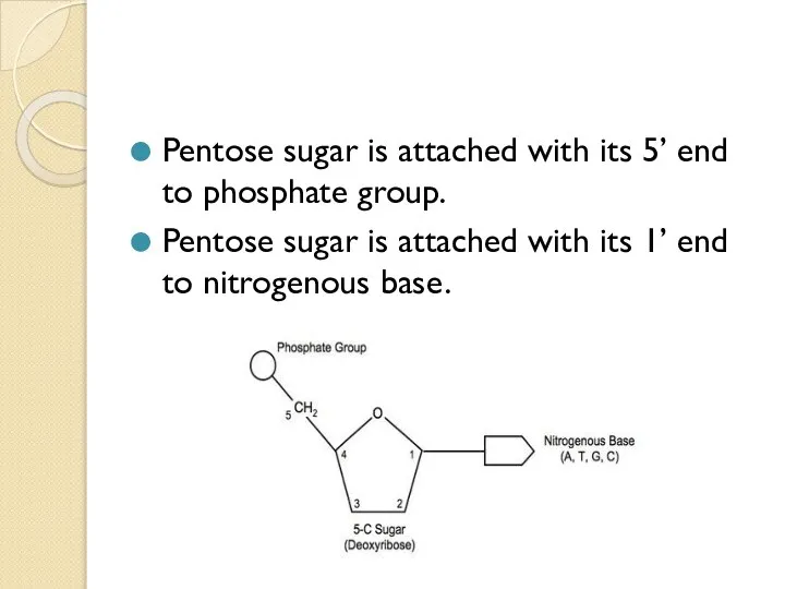 Pentose sugar is attached with its 5’ end to phosphate group. Pentose