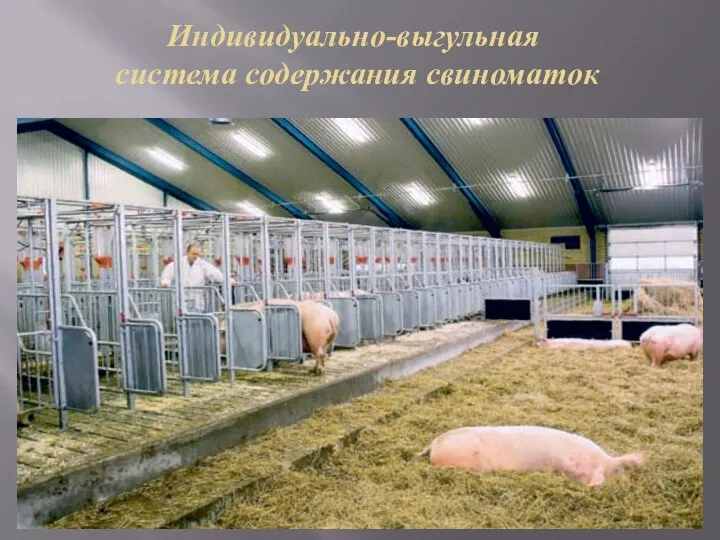 Индивидуально-выгульная система содержания свиноматок