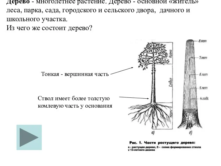 Дерево - многолетнее растение. Дерево - основной «житель» леса, парка, сада, городского