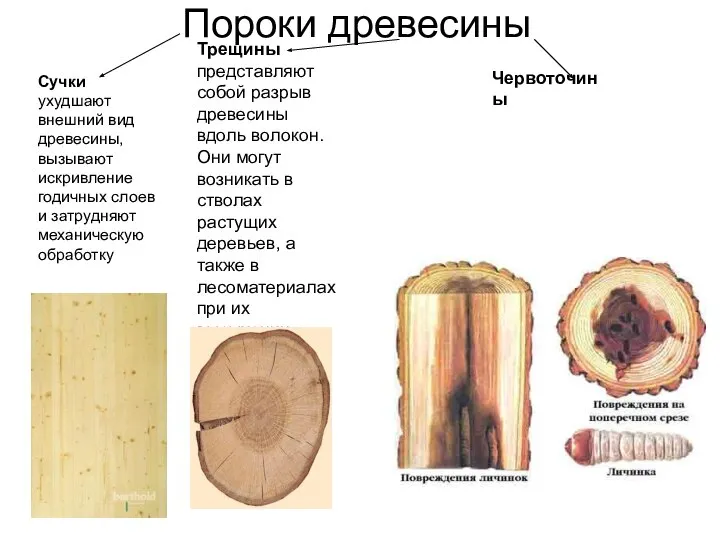 Сучки ухудшают внешний вид древесины, вызывают искривление годичных слоев и затрудняют механическую