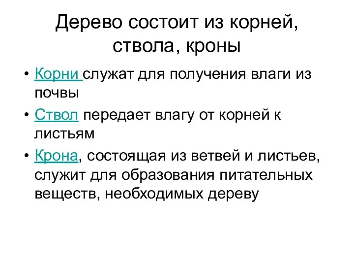 Дерево состоит из корней, ствола, кроны Корни служат для получения влаги из