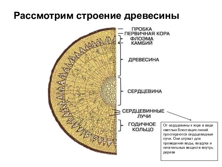 От сердцевины к коре в виде светлых блестящих линий простираются сердцевидные лучи.