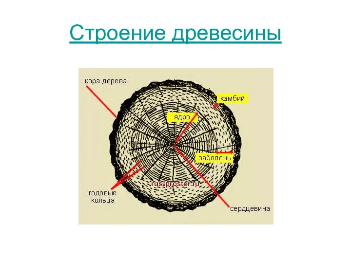 Строение древесины