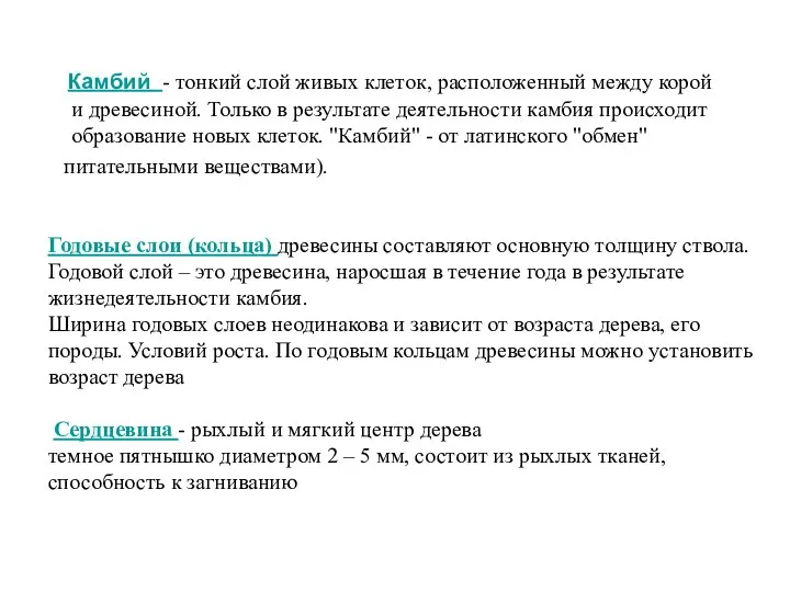 Камбий - тонкий слой живых клеток, расположенный между корой и древесиной. Только