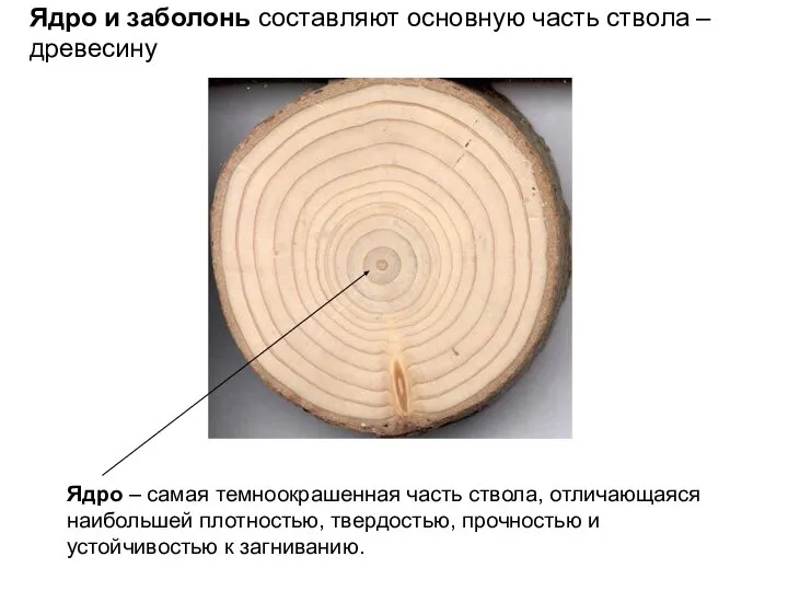 Ядро и заболонь составляют основную часть ствола – древесину Ядро – самая