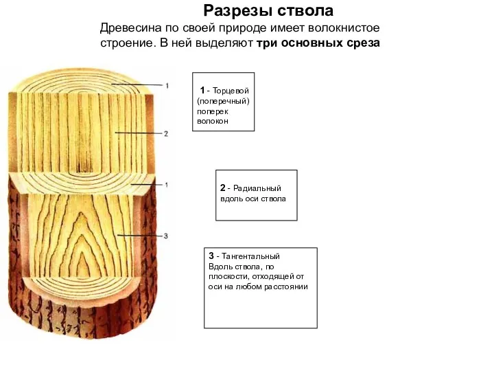 1 - Торцевой (поперечный) поперек волокон 2 - Радиальный вдоль оси ствола