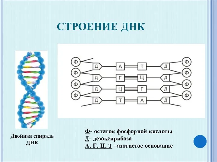 СТРОЕНИЕ ДНК Ф- остаток фосфорной кислоты Д- дезоксирибоза А, Г, Ц, Т