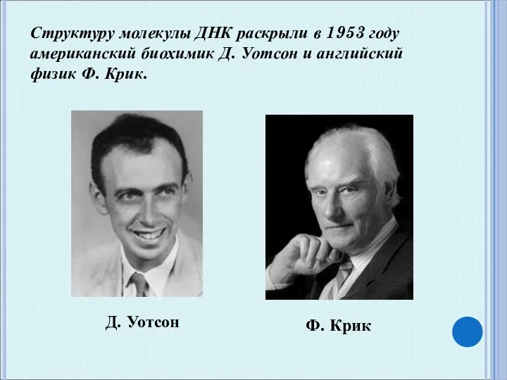 Структуру молекулы ДНК раскрыли в 1953 году американский биохимик Д. Уотсон и