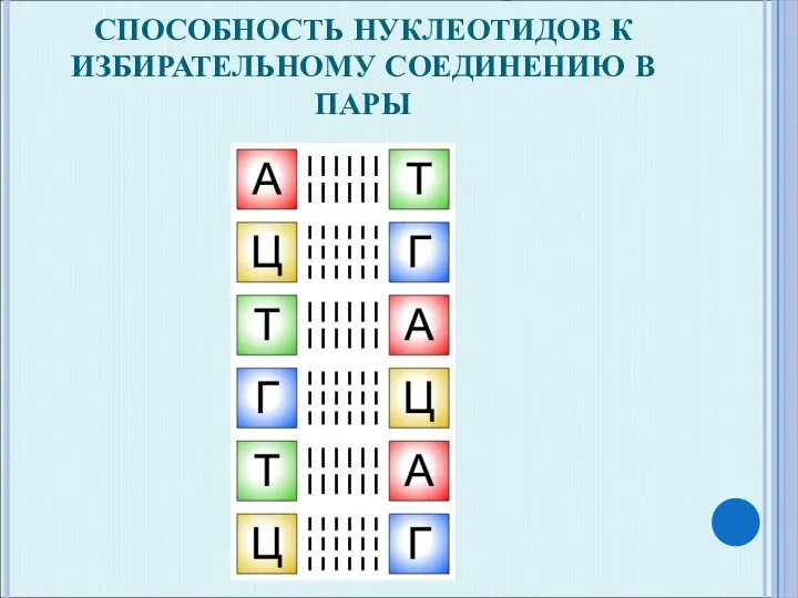 КОМПЛЕМЕНТАРНОСТЬ- ЭТО СПОСОБНОСТЬ НУКЛЕОТИДОВ К ИЗБИРАТЕЛЬНОМУ СОЕДИНЕНИЮ В ПАРЫ