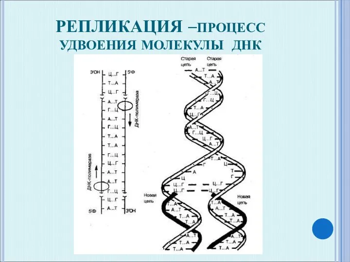 РЕПЛИКАЦИЯ –ПРОЦЕСС УДВОЕНИЯ МОЛЕКУЛЫ ДНК