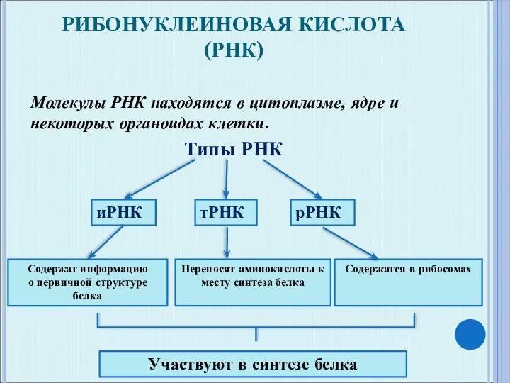 РИБОНУКЛЕИНОВАЯ КИСЛОТА (РНК) Молекулы РНК находятся в цитоплазме, ядре и некоторых органоидах