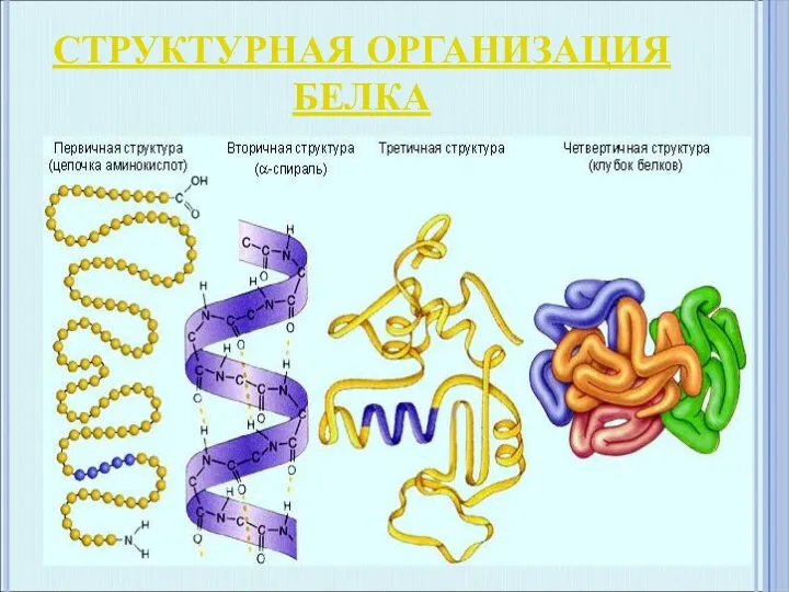 СТРУКТУРНАЯ ОРГАНИЗАЦИЯ БЕЛКА