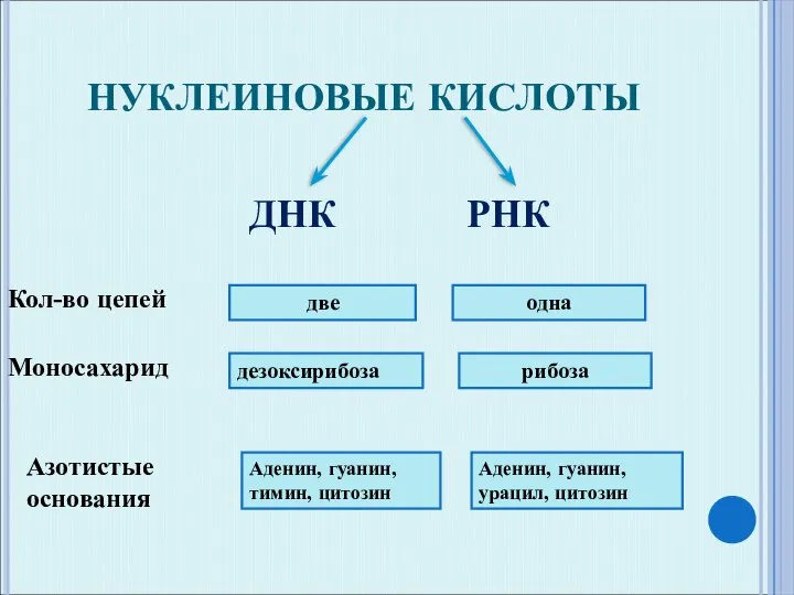 НУКЛЕИНОВЫЕ КИСЛОТЫ ДНК РНК Моносахарид дезоксирибоза рибоза Азотистые основания Аденин, гуанин, тимин,