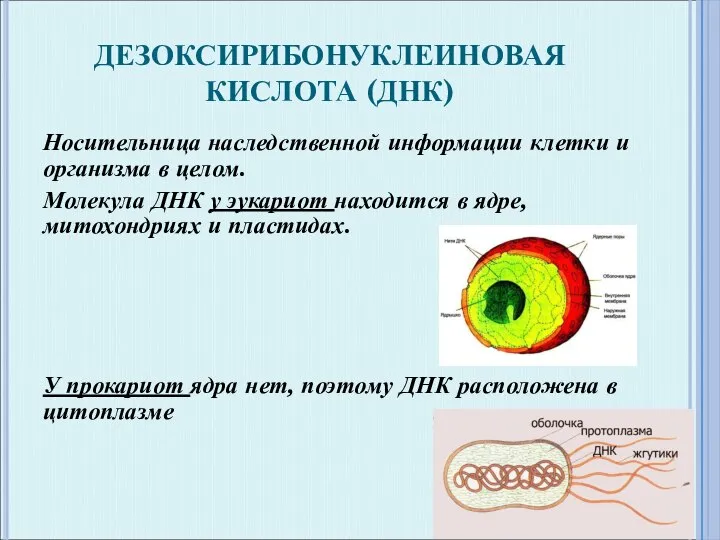 ДЕЗОКСИРИБОНУКЛЕИНОВАЯ КИСЛОТА (ДНК) Носительница наследственной информации клетки и организма в целом. Молекула