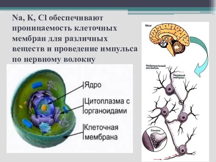 Na, K, Cl обеспечивают проницаемость клеточных мембран для различных веществ и проведение импульса по нервному волокну