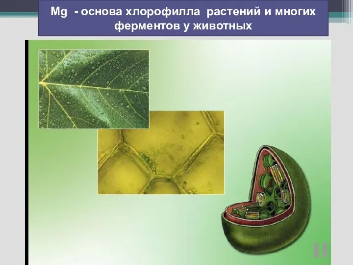 Mg - основа хлорофилла растений и многих ферментов у животных