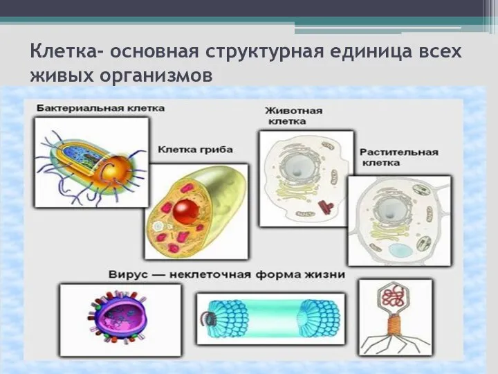 Клетка- основная структурная единица всех живых организмов