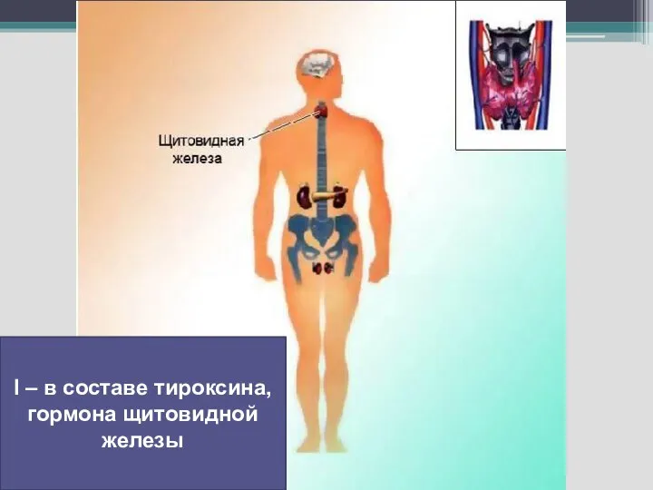 I – в составе тироксина, гормона щитовидной железы