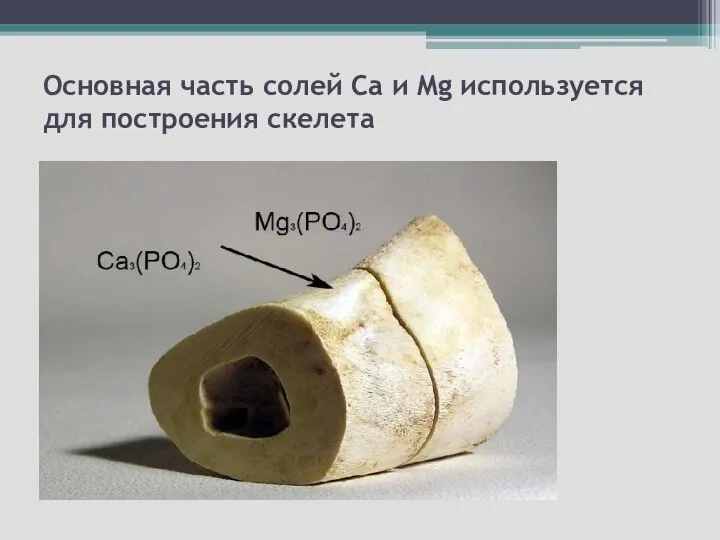 Основная часть солей Ca и Mg используется для построения скелета