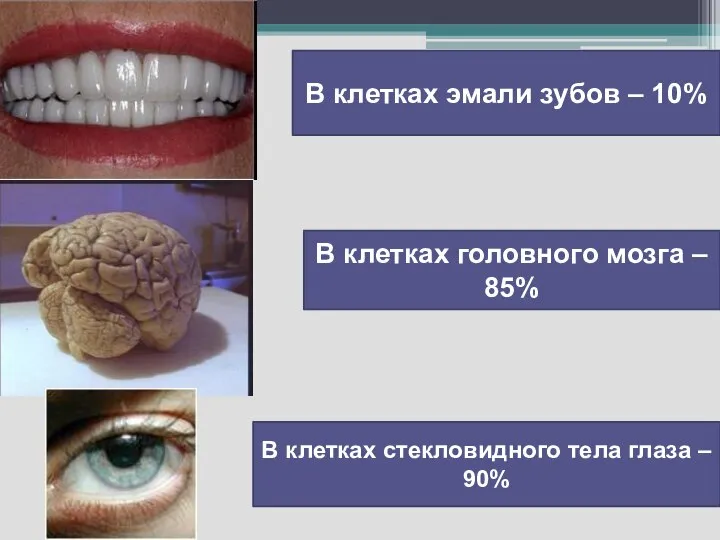 В клетках эмали зубов – 10% В клетках головного мозга – 85%