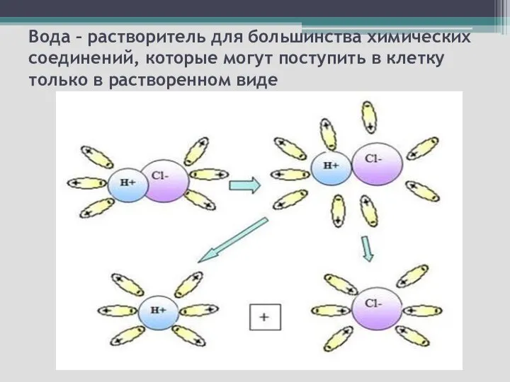 Вода – растворитель для большинства химических соединений, которые могут поступить в клетку только в растворенном виде